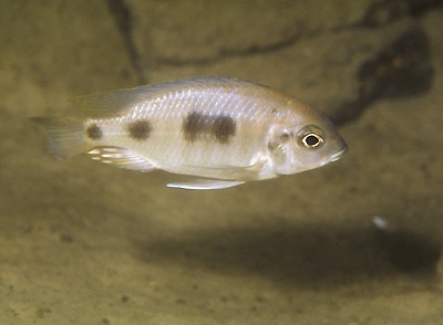 Otopharynx heterodon 'Cobwe'